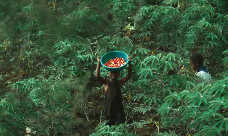 AI’s Impact on Agriculture: Boosting Productivity in Africa